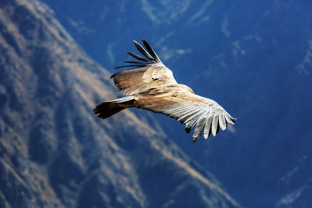 An Andean condor gliding on the thermals above the canyon
