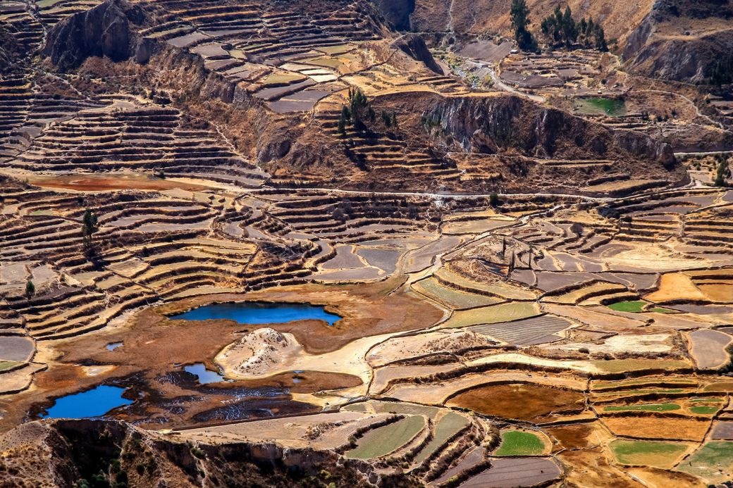 Farming terraces still worked on the Colca canyon walls